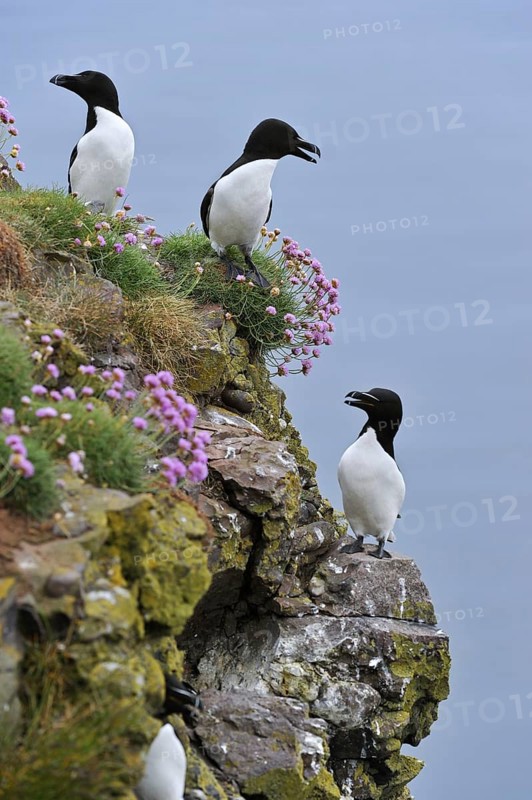 Razorbills (Alca torda) on cliff top at the Fowlsheugh RSPB reserve, Scotland, UK