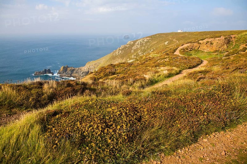 Yellow flowering common gorse and heather on St Agnes Head, Cornwall, England, United Kingdom, Europe