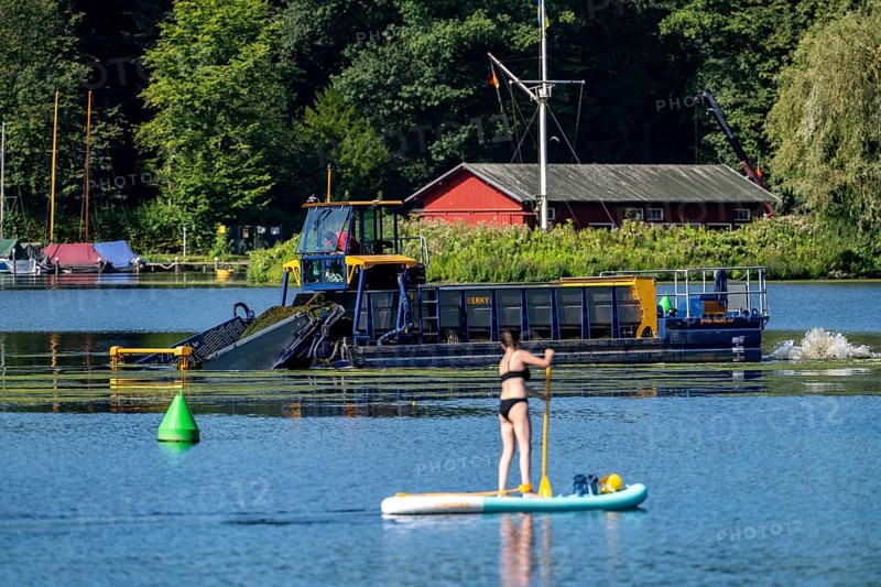 Mowing boat Nimmersatt, of the Ruhrverband, tries to keep the green plant carpet on the Lake Baldeney in Essen, in check, proliferating water plant Elodea, waterweed, an invasive species, the fast-growing water plant proliferates on large parts of the Ruhr reservoir, increased water temperatures accelerate the growth, the leisure boat traffic is severely impaired, Essen, North Rhine-Westphalia, Germany, Europe