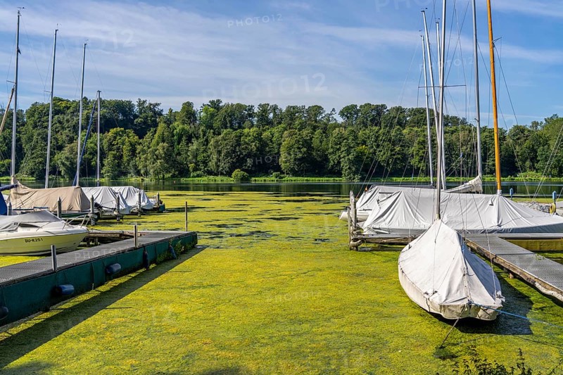 Green carpet of plants on Lake Baldeney in Essen, proliferating aquatic plant Elodea, waterweed, an invasive species, the fast-growing aquatic plant proliferates on large parts of the Ruhr reservoir, increased water temperatures accelerate growth, recreational boat traffic is severely impaired, jetties of the Segler Kameradschaft Essen-Heisingen SKEH, the navigation channel is kept clear, Essen, North Rhine-Westphalia, Germany, Europe