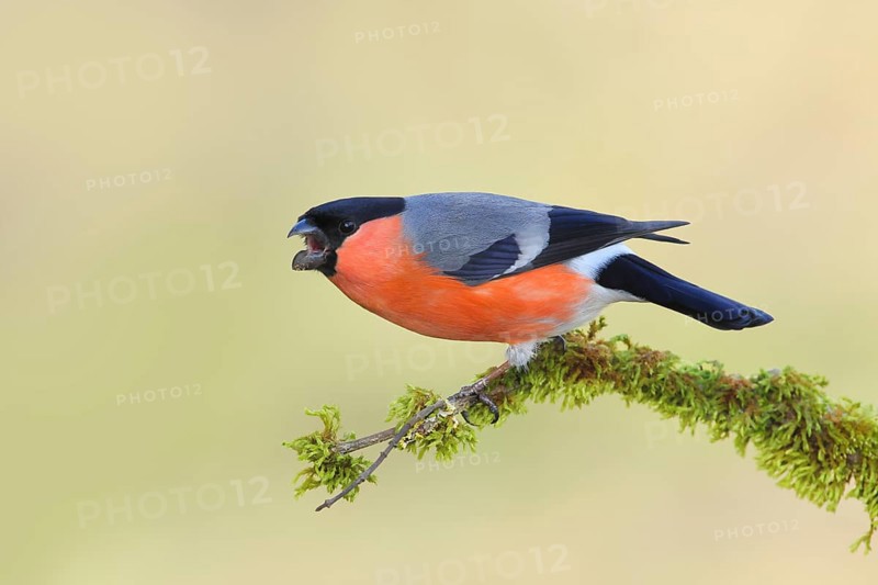 Eurasian bullfinch (Pyrrhula pyrrhula), Aggressive male sitting on a branch covered with moss, Winter feeding site, Siegerland, Animals, Birds, North Rhine-Westphalia, Germany, Europe