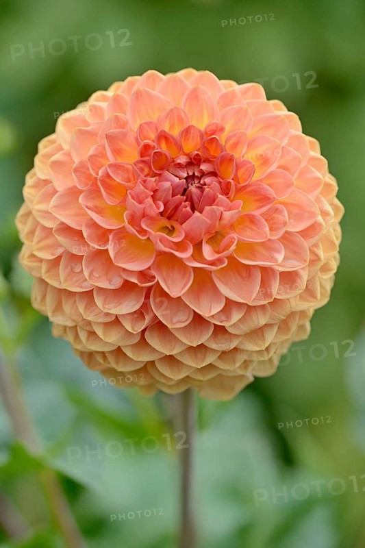 Ball dahlias (Dahlia), variety Blyton Softer Gleam, orange-yellow flower, North Rhine-Westphalia, Germany, Europe