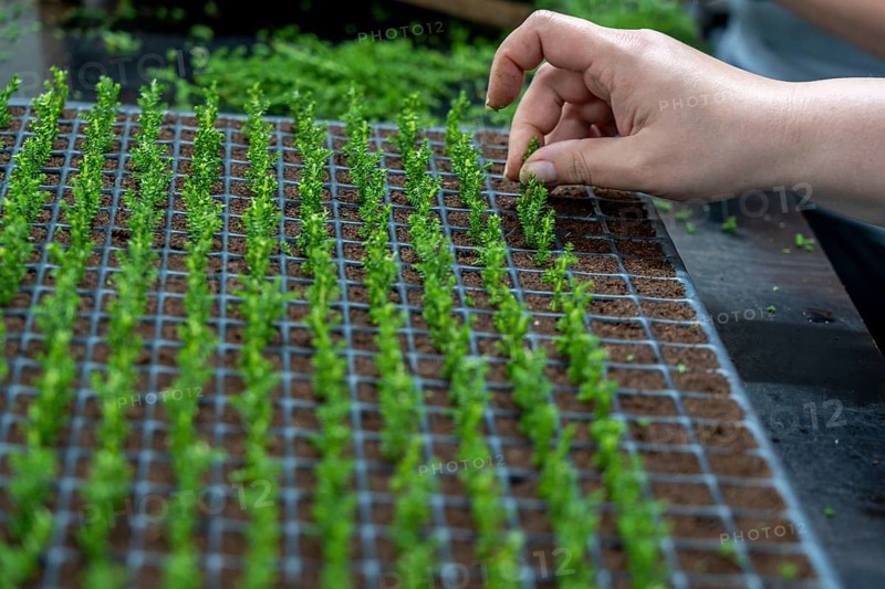 Garden nursery, cuttings, heather, broom heather, Calluna vulgaris are planted by hand in small pots, trays, to allow them to grow in front of they are later repotted in larger pots when they have developed their own roots, North Rhine-Westphalia, Germany, Europe