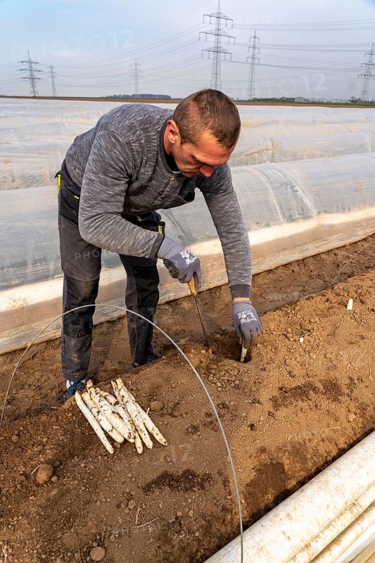 Asparagus harvest in the Rhineland, asparagus pickers at work in an asparagus field covered with plastic sheeting to allow the asparagus to grow better in the cold spring, Dormagen-Broich, North Rhine-Westphalia, Germany, Europe