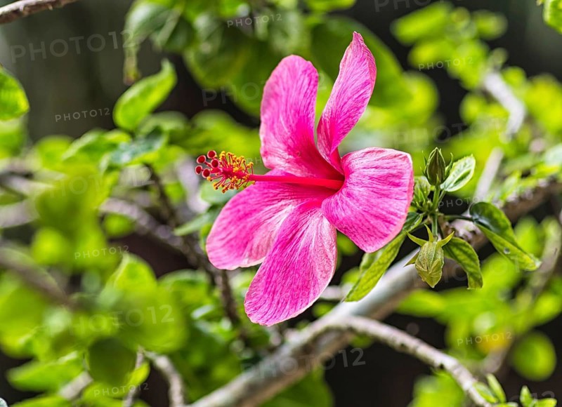 Purple hibiscus flower in botany garden