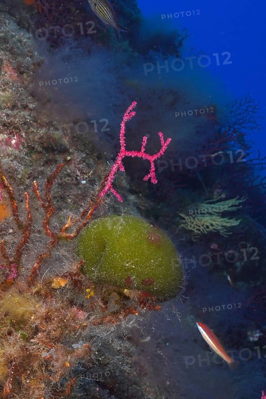 Sea ball, ball algae (Codium bursa), algae, in the Mediterranean Sea near Hyères. Dive site Port Cros marine reserve, Côte dAzur, France, Europe
