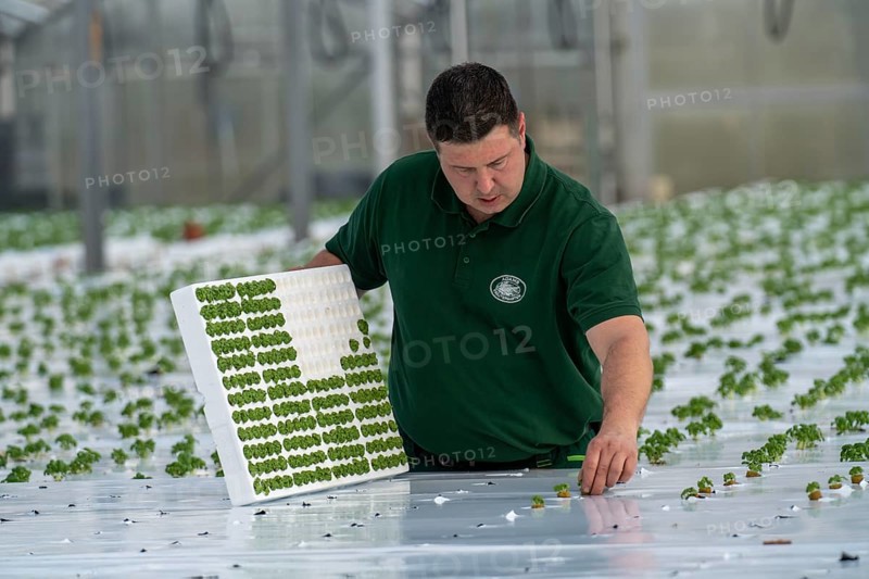 Agriculture, herb gardening, basil young plants, in pressed pots, with growing soil and nutrients, are planted in beds in a greenhouse
