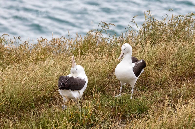 Albatros (Diomedea sanfordi), Taiaroa Head, Otago Peninsula, Neuseeland