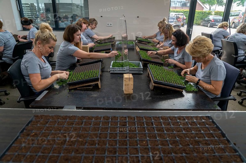Garden nursery, cuttings, heather, broom heather, Calluna vulgaris are planted by hand in small pots, trays, to allow them to grow in front of they are later repotted in larger pots when they have developed their own roots, North Rhine-Westphalia, Germany, Europe