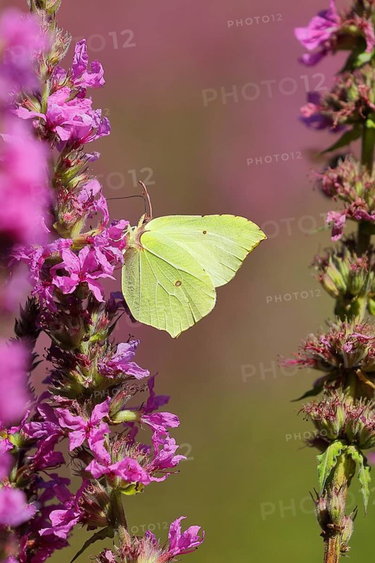 Brimstone (Gonepteryx rhamni) feeding on a flower of purple loosestrife (Lythrum salicaria), Wilden, North Rhine-Westphalia, Germany, Europe