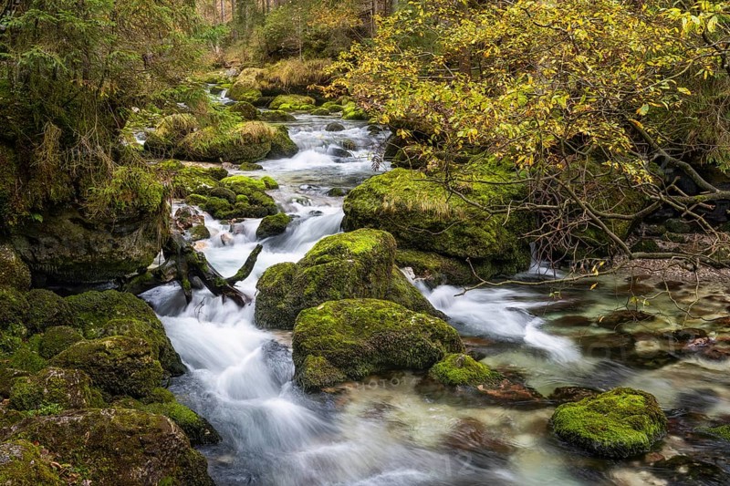 The Schwarzbach stream flowing away from the Gollinger waterfall (Schwarzbachfall, Schwarzenbachfall) . Rocks with moss. Autumn. Tennengau, Salzburger Land, Upper Austria, Austria, Europe
