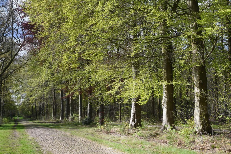 NL, Eesergroen: Spring characterises the landscape, towns and people in the province of Drenthe in the Netherlands. May green in April, forest in Drenthe.Hundsrug. NL, Eesergroen: Spring shapes the landscape, cities and people in the province of Drenthe in the Netherlands