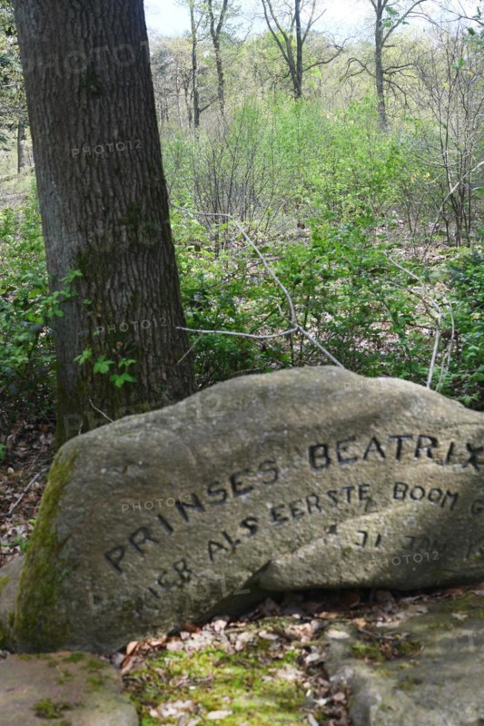 NL, Eesergroen: Spring shapes the landscape, cities and people in the province of Drenthe in the Netherlands. Memorial oak for Princess Beatrix (later Queen NL) NL, Eesergroen: Spring shapes the landscape, cities and people in the province of Drenthe in the Netherlands