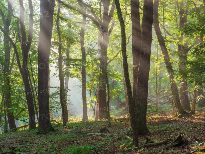 Natural oak forest in the morning light, the sun shines through the morning mist, near Freyburg (Unstrut), Saxony-Anhalt, Germany, Europe