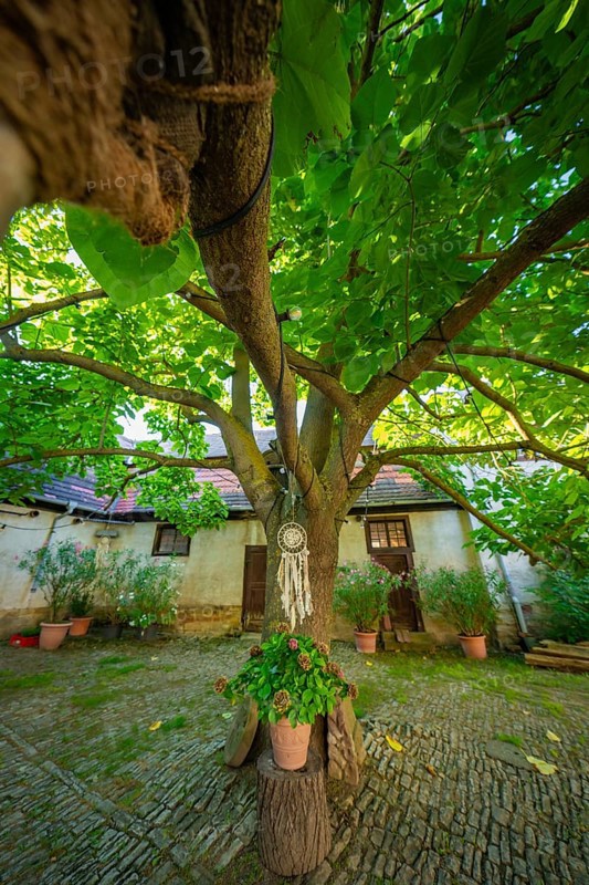 Dreamcatcher hanging from a tree in a historic garden, surrounded by shade and decorative elements, Harz Mountains, Germany, Europe
