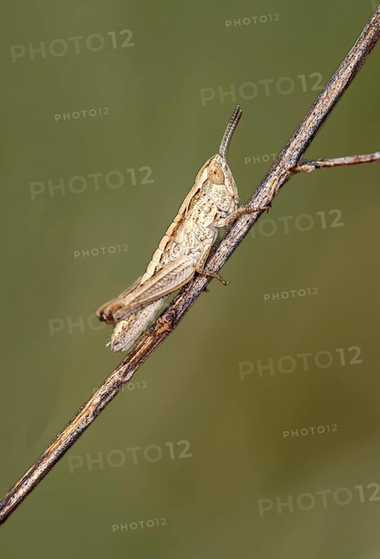 Nymph of the common grasshopper (Pseudochorthippus parallelus), Valais, Switzerland, Europe