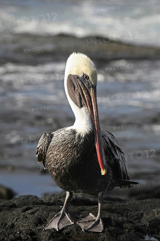 Brown pelican (Pelecanus occidentalis) resting on beach, Puerto Egas on Santiago Island, San Salvador Island, Galápagos Islands, Ecuador, Latin America, South America