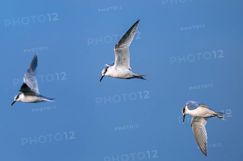 Three sandwich terns (Thalasseus sandvicensis Sterna sandvicensis) flying along the North Sea coast in winter