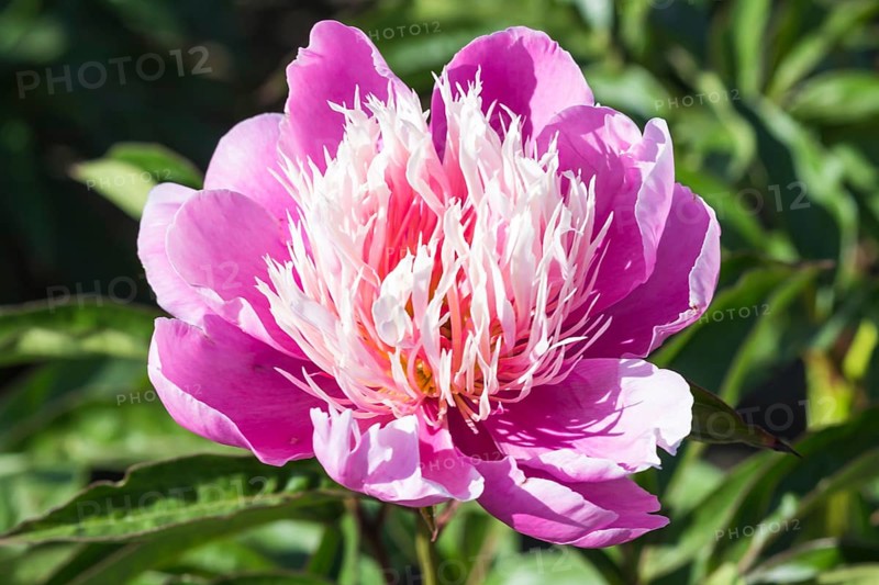 Pink peony flower in a botanical garden