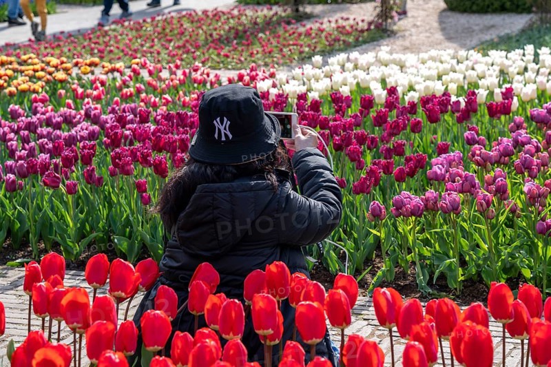 The Keukenhof, gardens, amusement park, spring park, spring flower show, near Lisse, South Holland, Netherlands, tulip, daffodil and hyacinth show with over 7 million flowers, one of the biggest tourist attractions in Holland