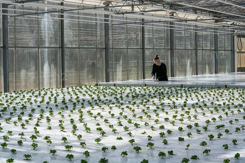Agriculture, herb nursery, basil seedlings, growing in a greenhouse