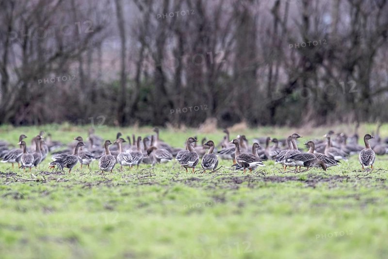 Bean geese (Anser fabalis) and greater white-fronted geese (Anser albifrons), Emsland, Lower Saxony, Germany, Europe