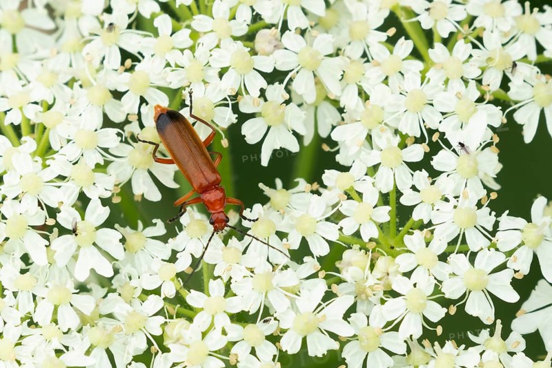 Common red soldier beetle (Rhagonycha fulva) adult insect on a white flower head, Suffolk, England, United Kingdom, Europe