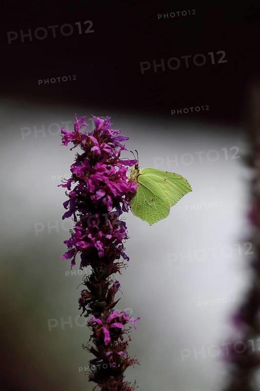 Brimstone (Gonepteryx rhamni) feeding on a flower of purple loosestrife (Lythrum salicaria), light and black background, Wilden, North Rhine-Westphalia, Germany, Europe