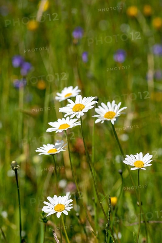 Flowering marguerites (Leucanthemum) and grasses in a wild, natural flower meadow, Germany, Europe