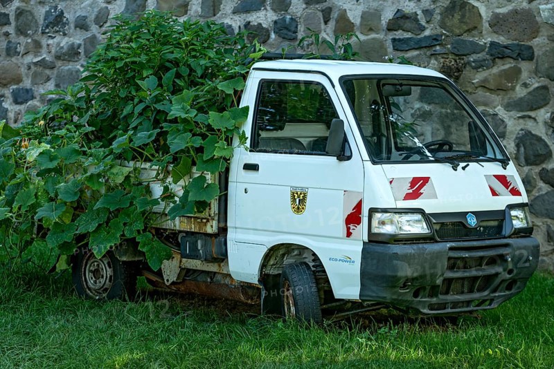 Discarded Piaggio Porter flatbed van as raised bed, vegetable patch, peppers (Capsicum) and pumpkins (Cucurbita) grown on loading area, garden of Friedberg Castle, castle park, old town, Friedberg, Wetteraukreis, Hesse, Germany, Europe