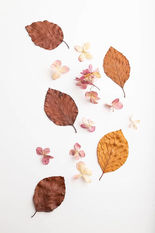 Composition with yellow and brown beech autumn leaves and hydrangea flowers, mockup on white background. Blank, flat lay, top view, still life, close up