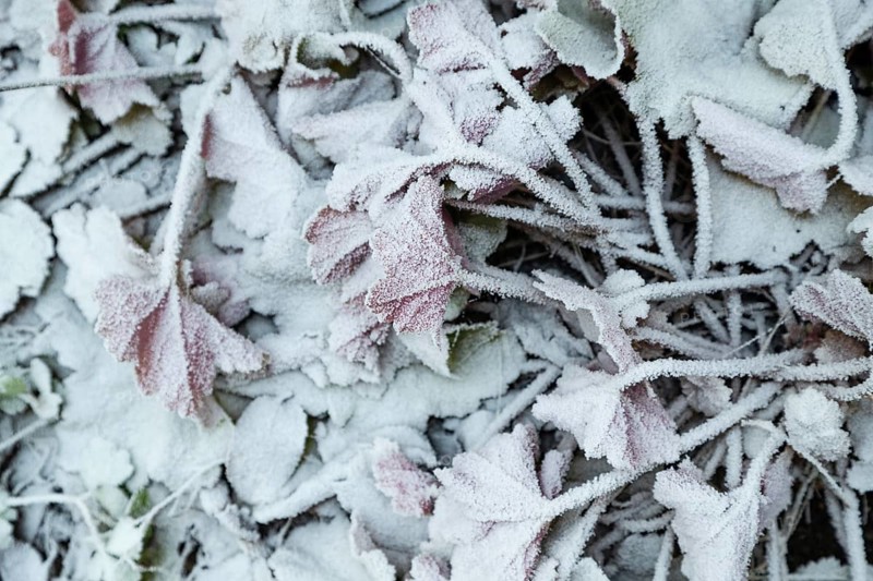 Leaves and grass covered with hoarfrost. Abstract floral background, garden and winter concept. Frost texture, close up, flat lay, top view