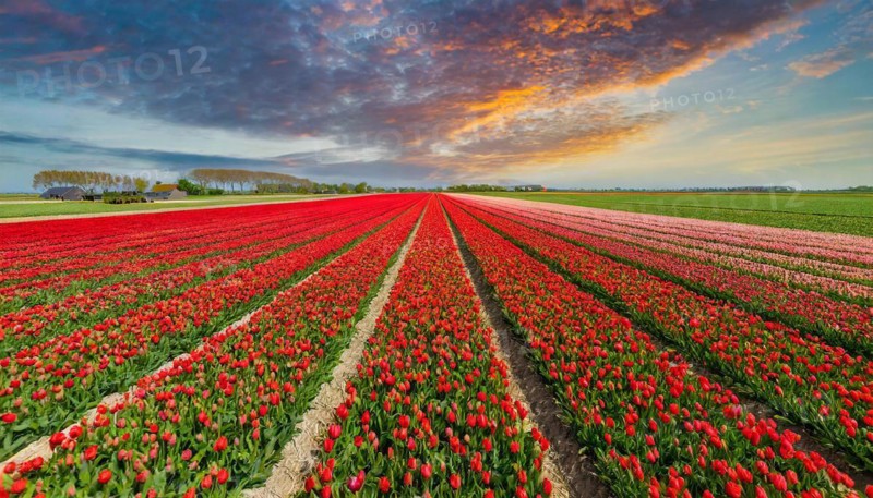 Agriculture, dense, intensely red blooming tulip field up to the horizon, aerial view, from above, Holland, AI generated, AI generated
