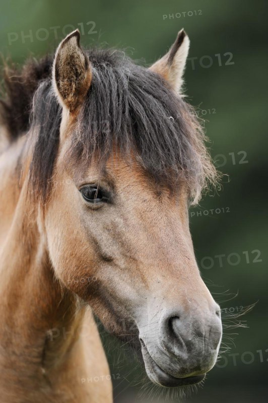 Dülmen wild horse, portrait, Merfelder Bruch, Dülmen, North Rhine-Westphalia, Germany, Europe