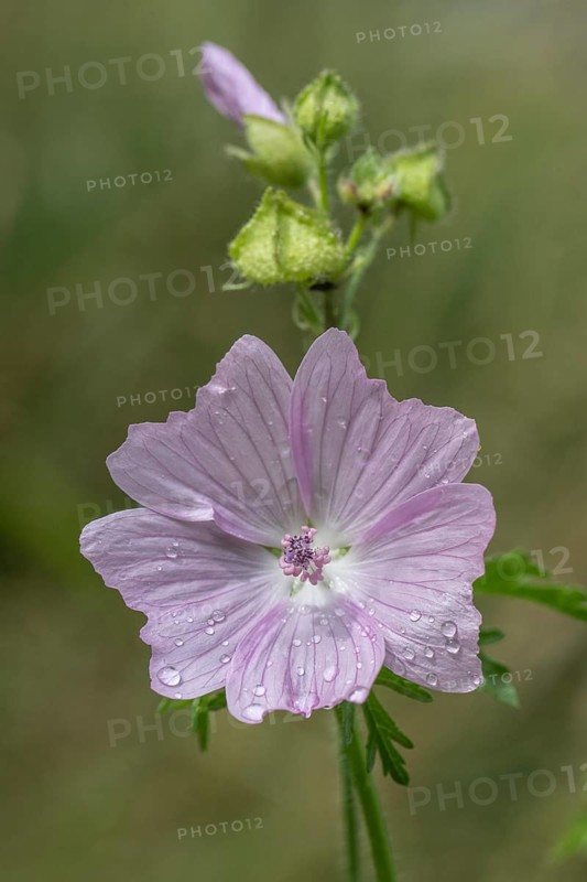 Mallow (Malva moschata), Emsland, Lower Saxony, Germany, Europe