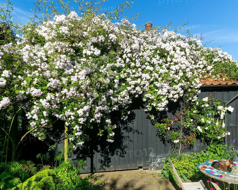Paul's Himalayan Musk rambling rose pink flowers growing on garden shed, Suffolk, England, UK