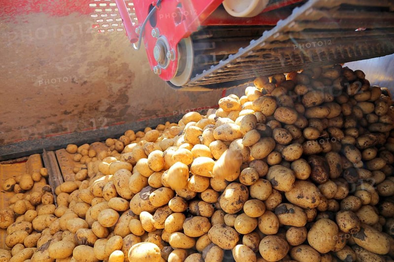 Farmer Hartmut Magin from Mutterstadt harvesting early potatoes in the Palatinate (Mutterstadt, Rhineland-Palatinate)