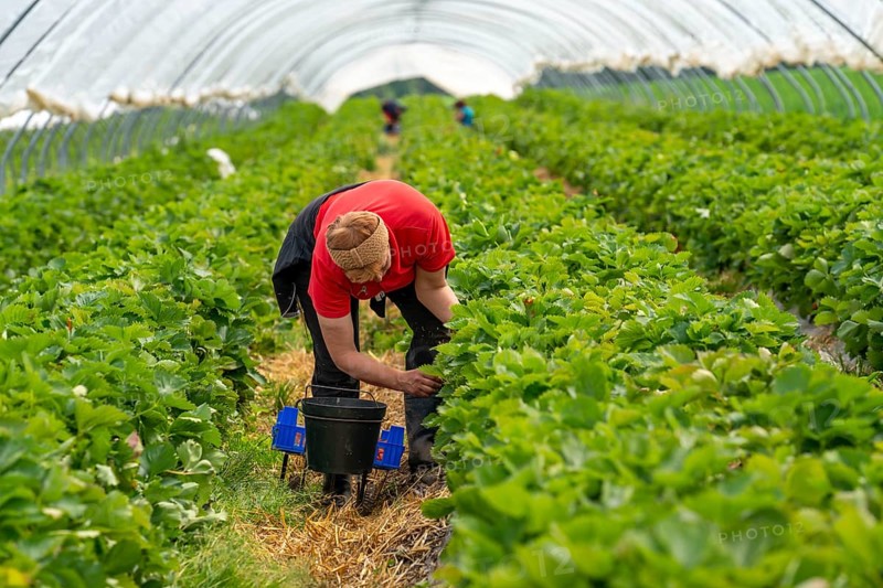 Harvesting strawberries, harvest helper, strawberry cultivation in the open field, under a foil tunnel, young strawberry plants growing up, in different stages of ripeness, near Dormagen, Rhineland, North Rhine-Westphalia, Germany, Europe