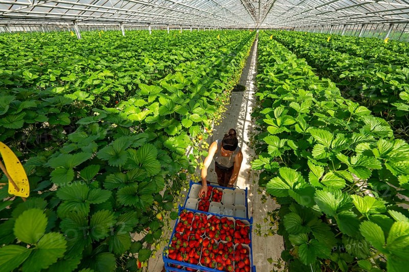 Harvesting strawberries, harvest helper, strawberry cultivation in the greenhouse, young strawberry plants grow up, in different stages of ripeness are watered individually by drip irrigation and supplied with nutrients, they grow in a substrate culture in raised beds, near Dormagen, Rhineland, North Rhine-Westphalia, Germany, Europe