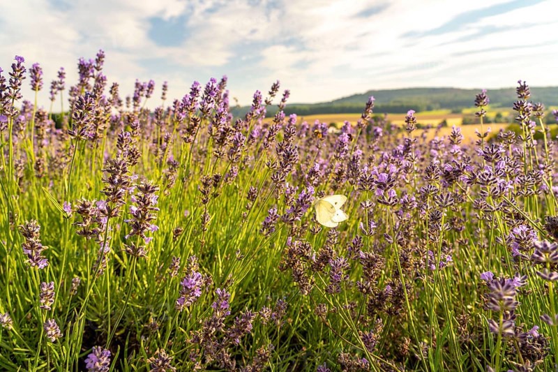 Small white, butterfly, on lavender fields in East Westphalia Lippe, OWL, near the village of Fromhausen, near Detmold, the company Taoasis, has been planting organic lavender since 2017, for the extraction of fragrances, the fields attract many thousands of visitors in summer, North Rhine-Westphalia, Germany, Europe