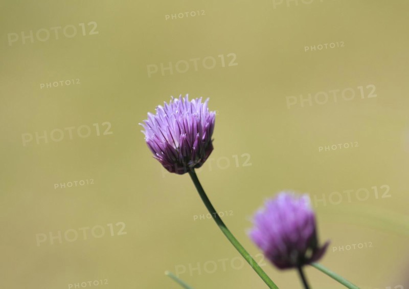 Chive (Allium schoenoprasum), in bloom, North Rhine-Westphalia, Germany, Europe
