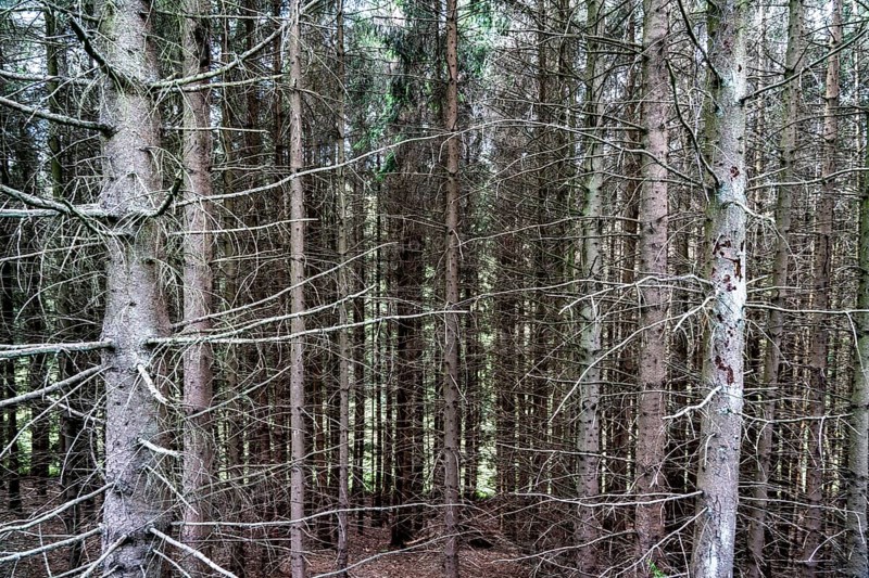 Forest dieback in the Bergisches Land, near Engelskirchen, over 70 per cent of the spruce trees are diseased, damaged, mostly by the bark beetle, which was able to spread due to drought and heat, climate change, attempts are being made to adapt the forest to climate change by replanting other tree species, North Rhine-Westphalia, Germany, Europe