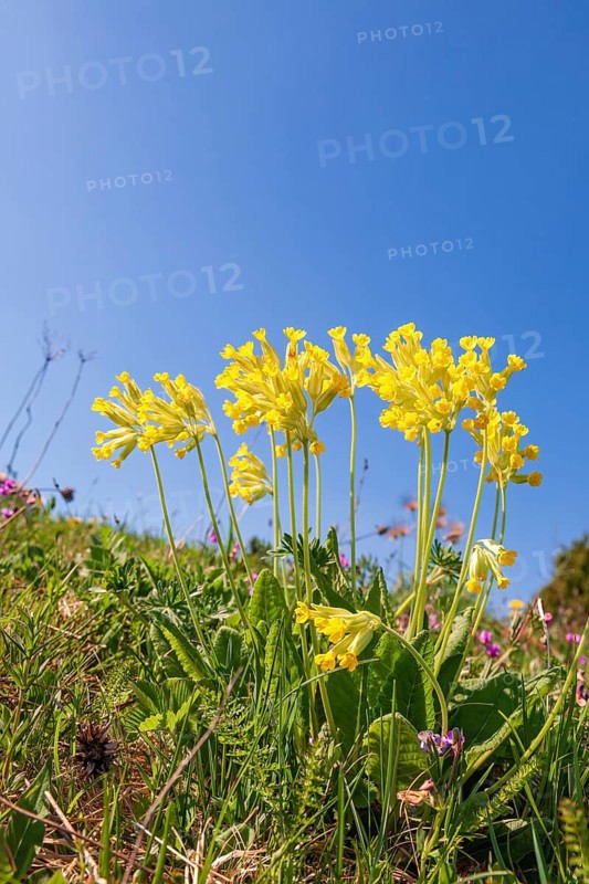 Beautiful blooming cowslip (Primula veris) on a meadow at a sunny spring day