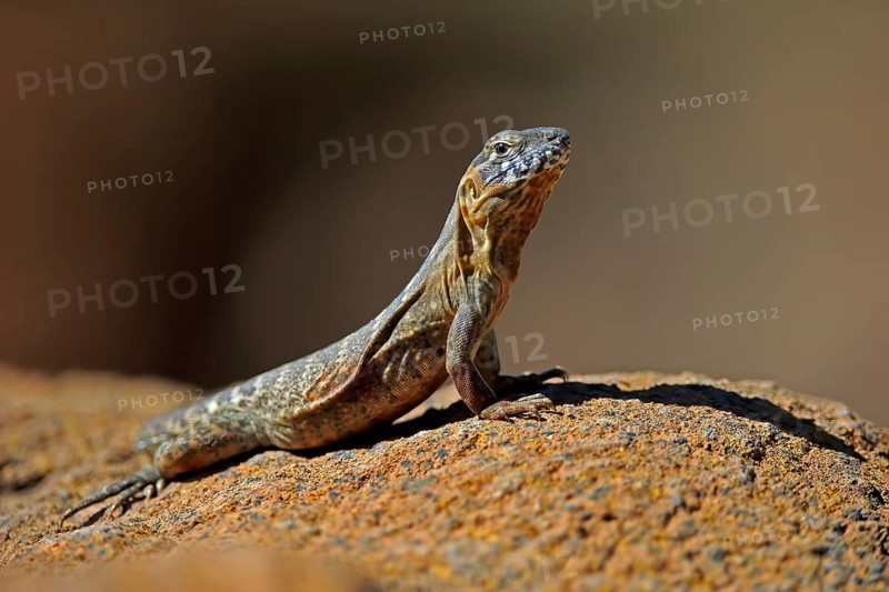 East Mexican Black Iguana, (Ctenosaura acanthura), adult, on rocks, foraging, warming up, sunbathing, Sonoran Desert, Arizona, North America, USA, North America