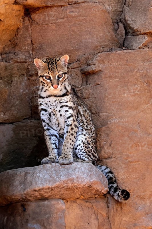 Ocelot (Leopardus pardalis), adult, sitting, at the den, alert, Sonora Desert, Arizona, North America, USA, North America