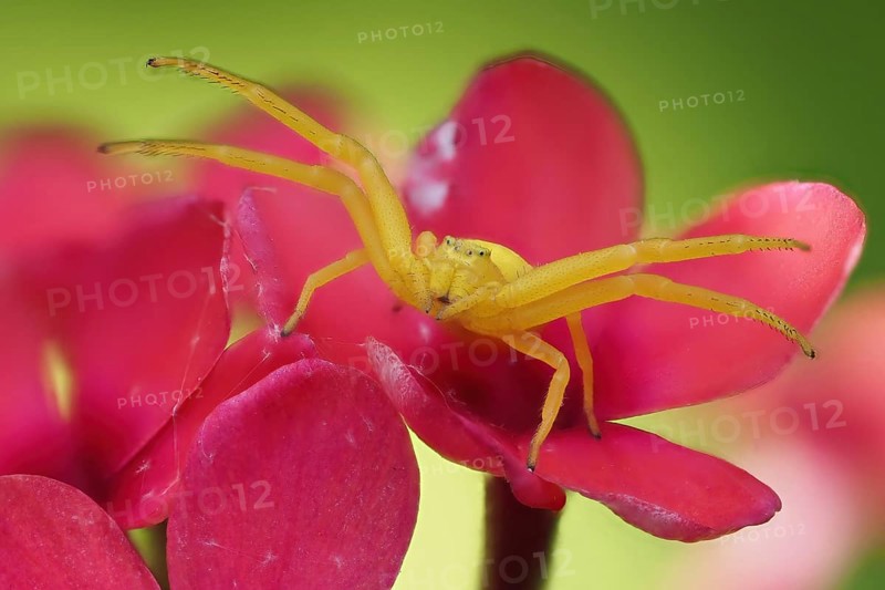 Close-up of a yellow Goldenrod crab spider (Misumena vatia) on a pink flower against a green background, Hesse, Germany, Europe