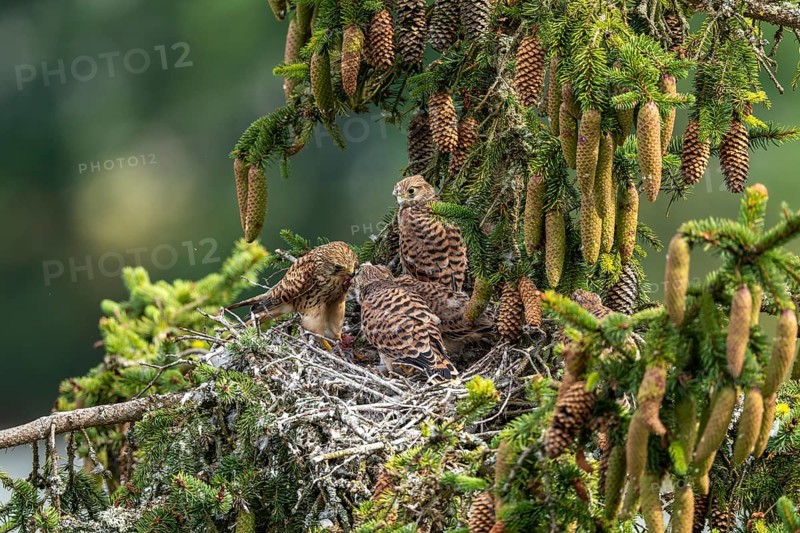 Common kestrel (Falco tinnunculus), female adult bird feeding young birds not yet ready to fly in the nest, Rhineland-Palatinate, Germany, Europe
