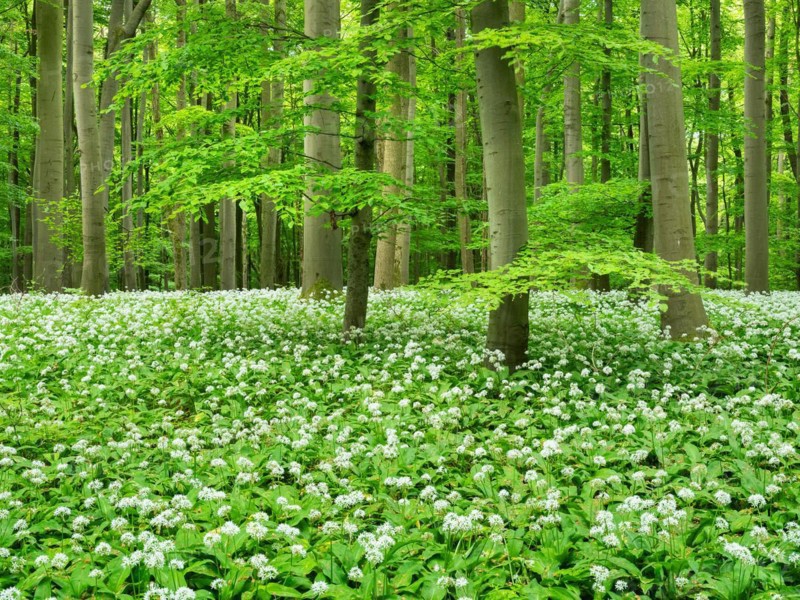 Ramson (Allium ursinum) in a semi-natural beech forest in spring, Hainich National Park, Bad Langensalza, Thuringia, Germany, Europe