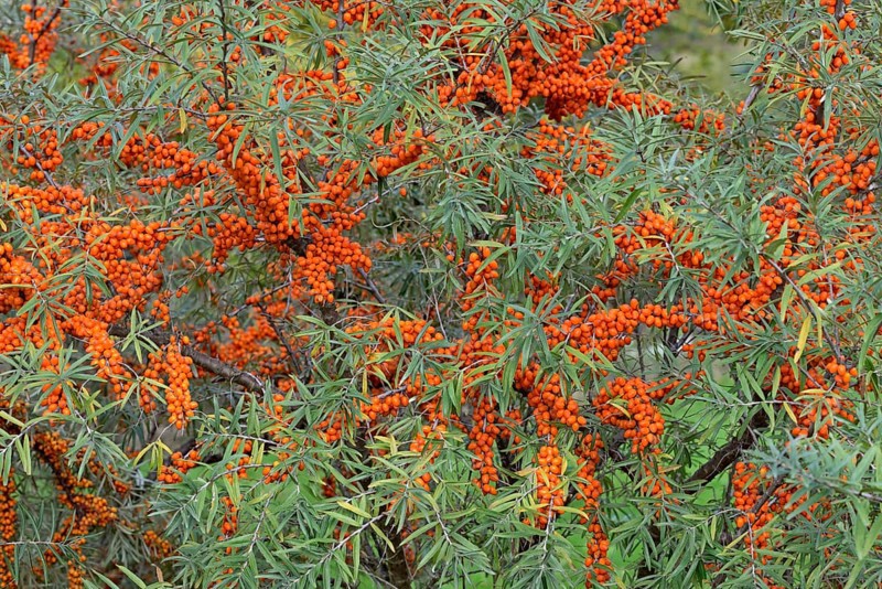 Common sea-buckthorn (Hippophae rhamnoides), shrub with fruit, Moselle, Rhineland-Palatinate, Germany, Europe