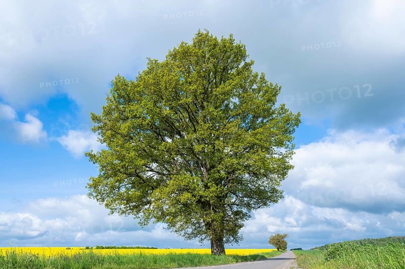 English oak (Quercus robur), solitary, in spring, standing on a country lane, blue sky and white clouds, Thuringia, Germany, Europe
